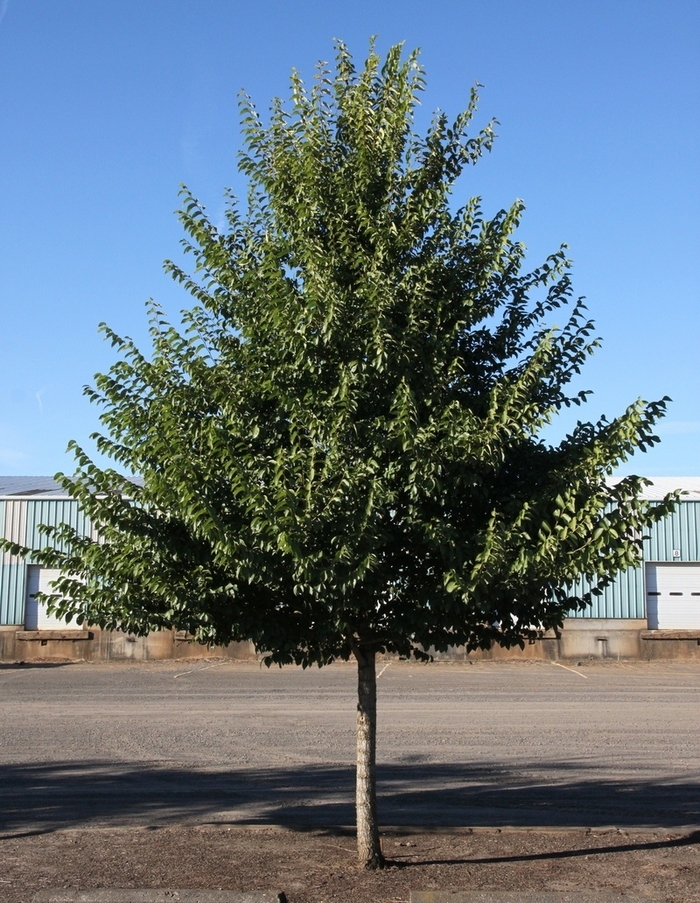 New Horizon Elm - Ulmus japonica x New Horizon from Faller Landscape