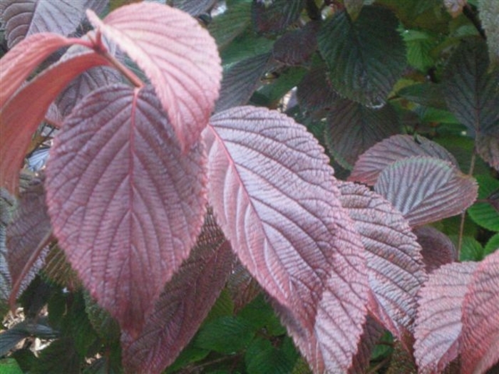 Copper Ridges Viburnum Faller Landscape