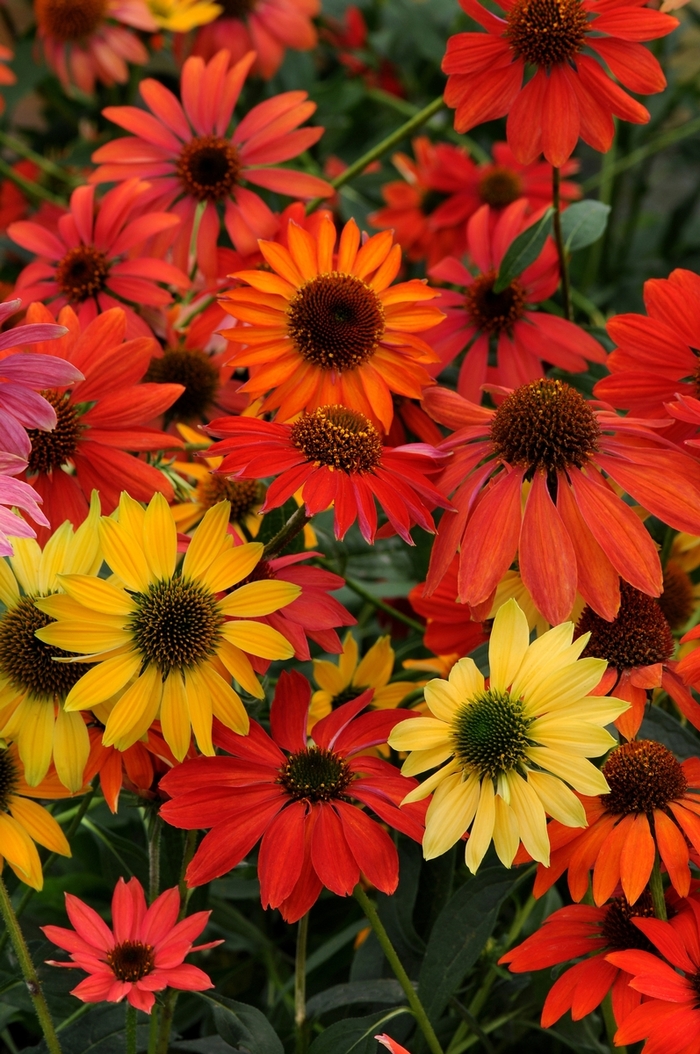 Cheyenne Spirit Coneflower - Echinacea 'Cheyenne Spirit' from Faller Landscape