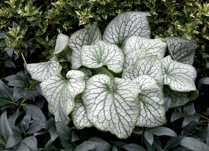 Alexander's Great Brunnera - Brunnera macrophylla 'Alexander's Great' from Faller Landscape