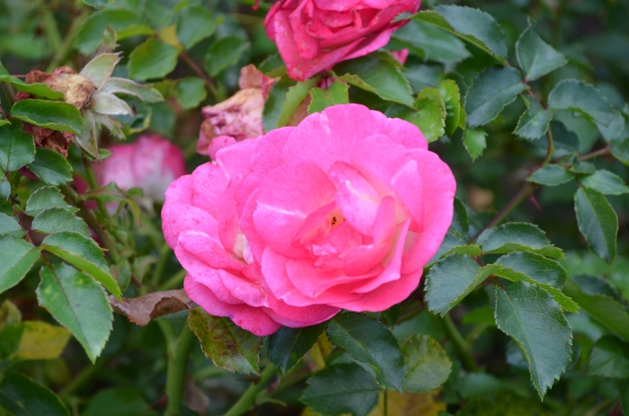 Sunrise Sunset Rose - Rosa 'BAIset' from Faller Landscape