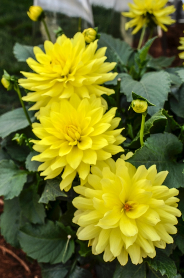 XXL Durango Dahlia Faller Landscape