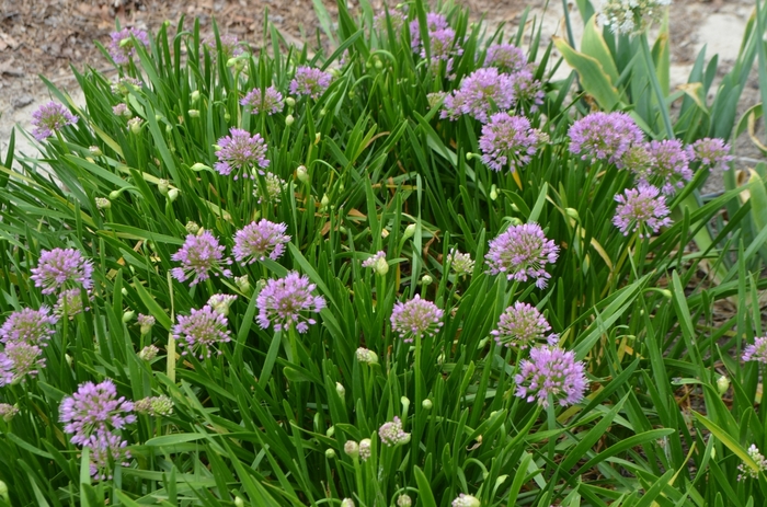 Millenium Allium - Allium 'Millennium' from Faller Landscape