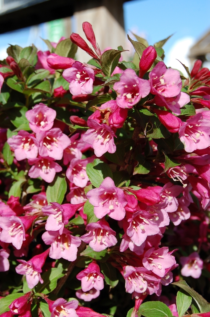 Minuet Weigela Faller Landscape