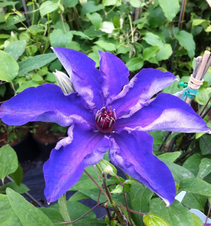 The President Clematis Faller Landscape