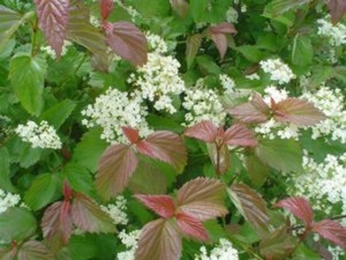 Red Feather Viburnum Faller Landscape