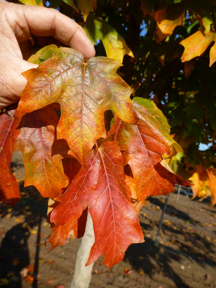 Fall Fiesta® Sugar Maple - Acer saccharum 'Bailsta' from Faller Landscape