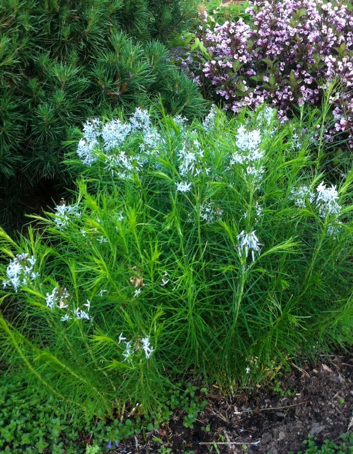 Arkansas Blue Star - Amsonia hubrichtii from Faller Landscape