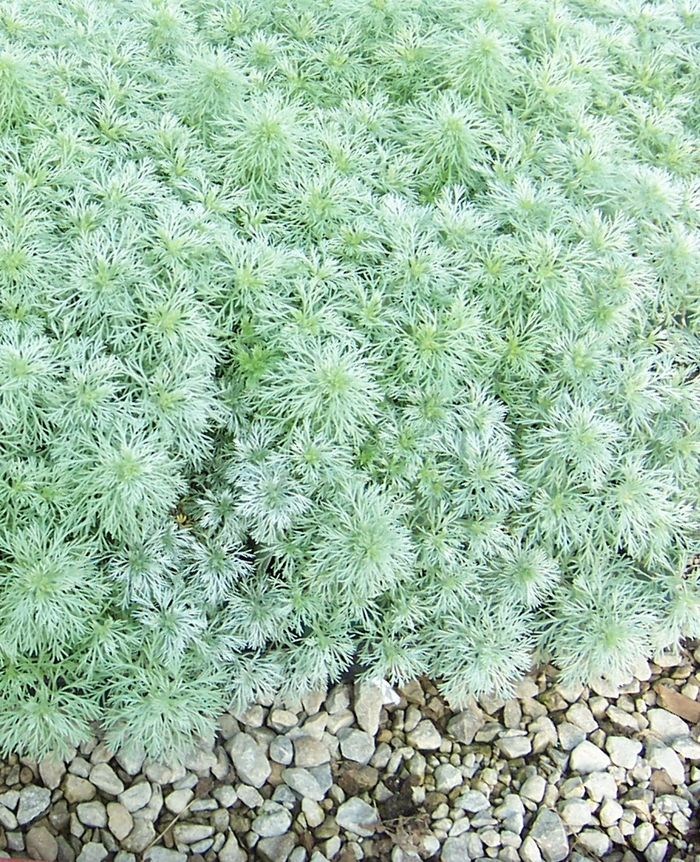 Silver Mound Wormwood - Artemisia schmidtiana 'Silver Mound' from Faller Landscape