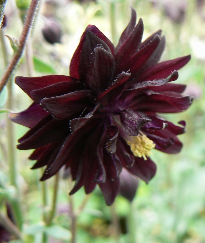 Black Barlow Columbine - Aquilegia vulgaris 'Black Barlow' from Faller Landscape
