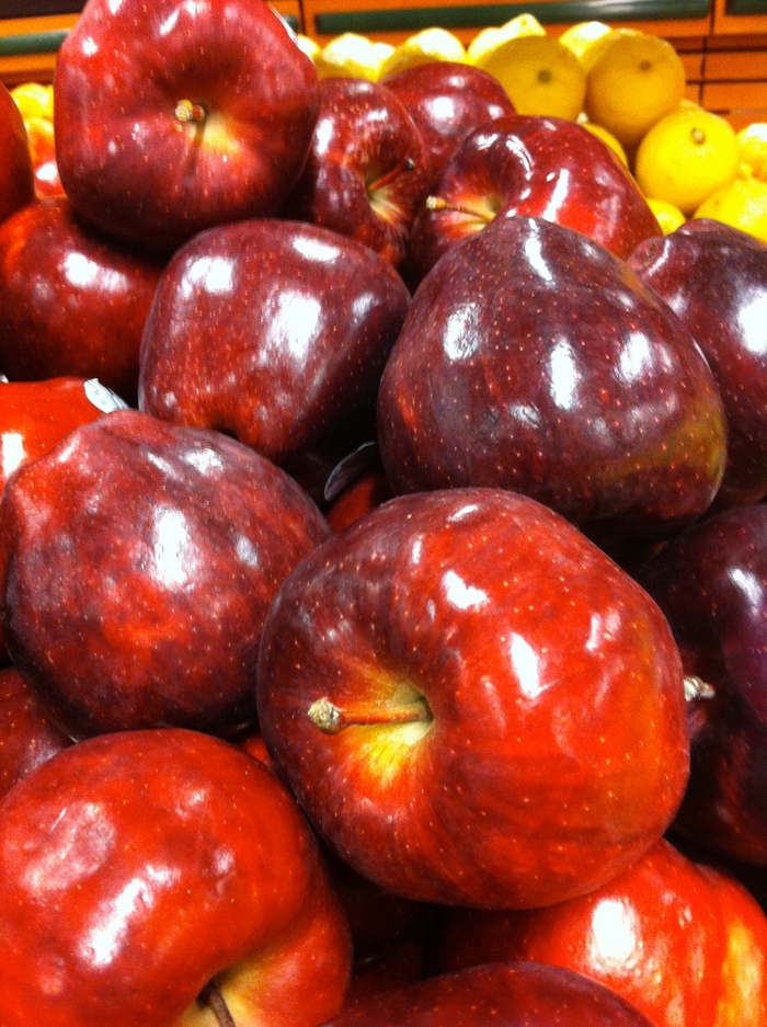 Red Delicious Apple - Malus 'Red Delicious' from Faller Landscape