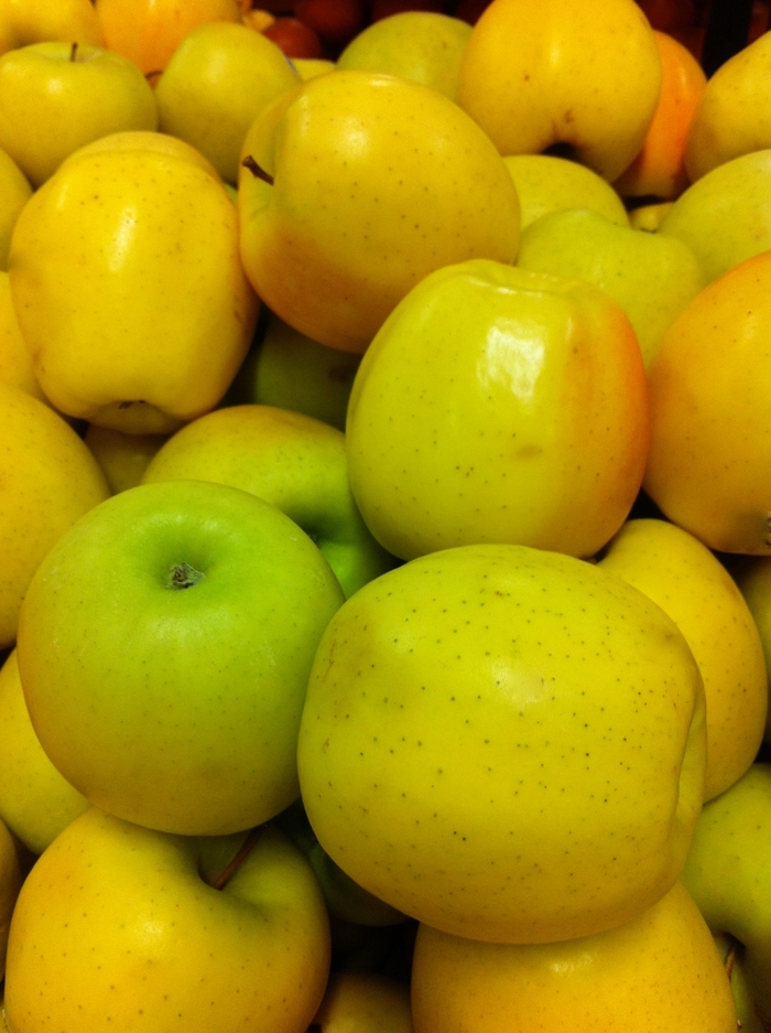 Golden Delicious Apple - Malus 'Golden Delicious' from Faller Landscape