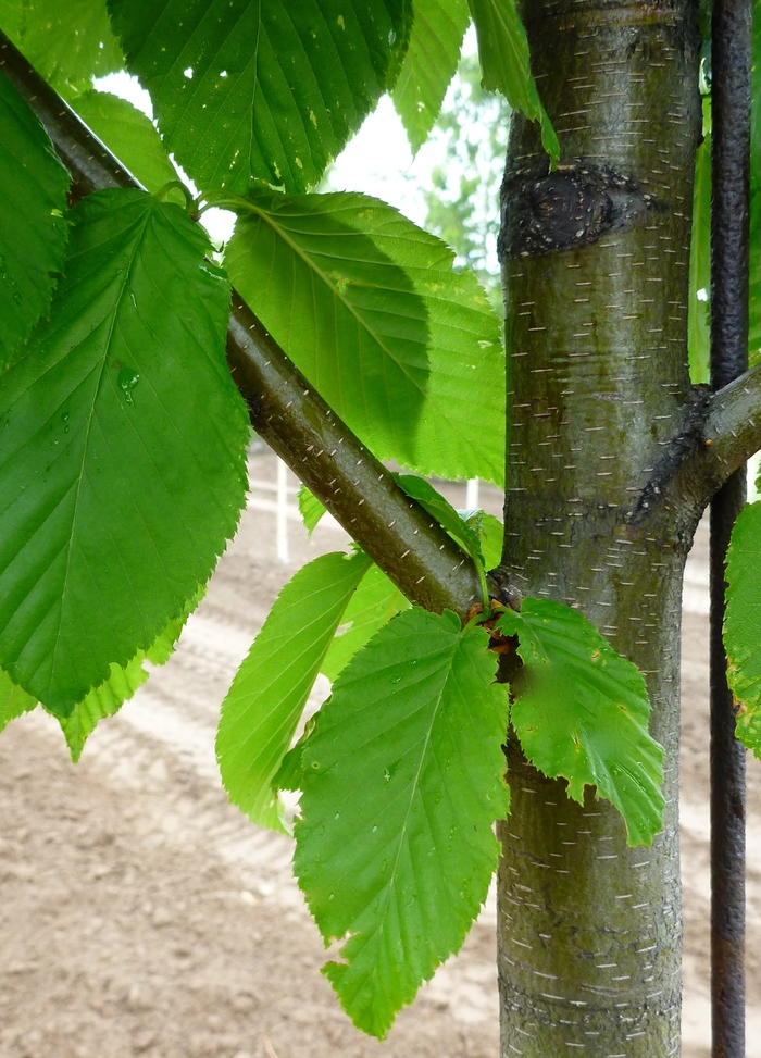 Yellow Birch Faller Landscape