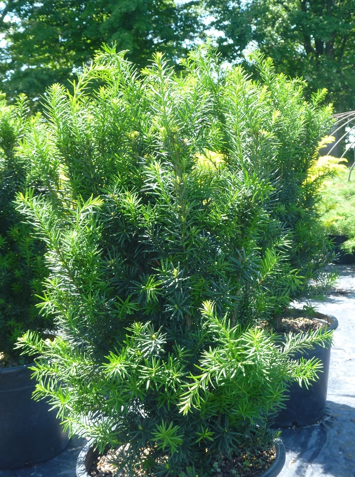 Hicks Yew - Taxus x media 'Hicksii from Faller Landscape