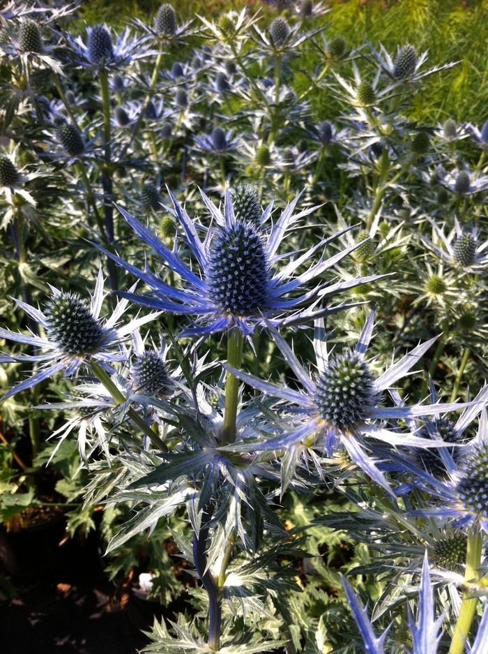 Big Blue Sea Holly - Eryngium x zabellii 'Big Blue' from Faller Landscape