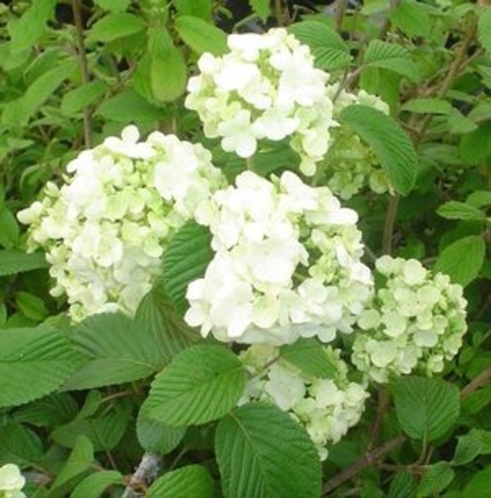 Popcorn Viburnum - Viburnum plicatum 'Popcorn' from Faller Landscape