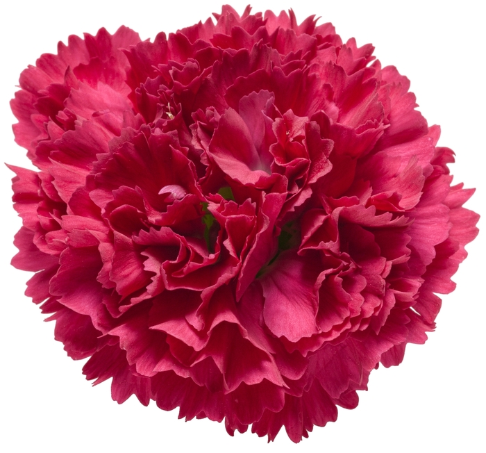 Fruit Punch® 'Cranberry Cocktail' - Dianthus hybrid from Faller Landscape