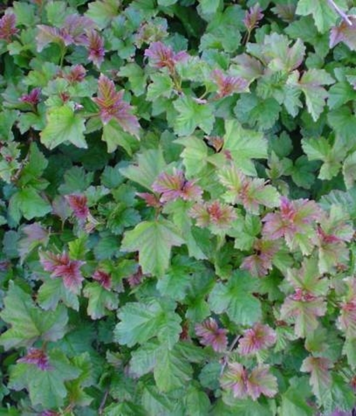 Dwarf Cranberry Viburnum - Viburnum trilobum 'Jewel Box' from Faller Landscape