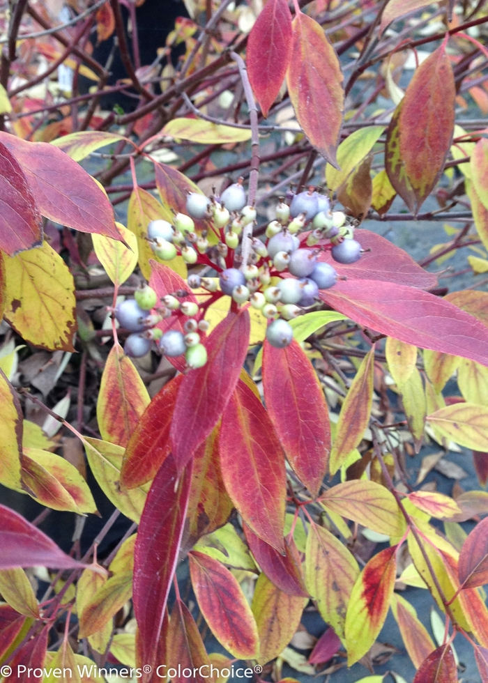 Red Rover® Silky Dogwood - Cornus obliqua ''Powell Gardens'' PP27873 (Silky Dogwood) from Faller Landscape