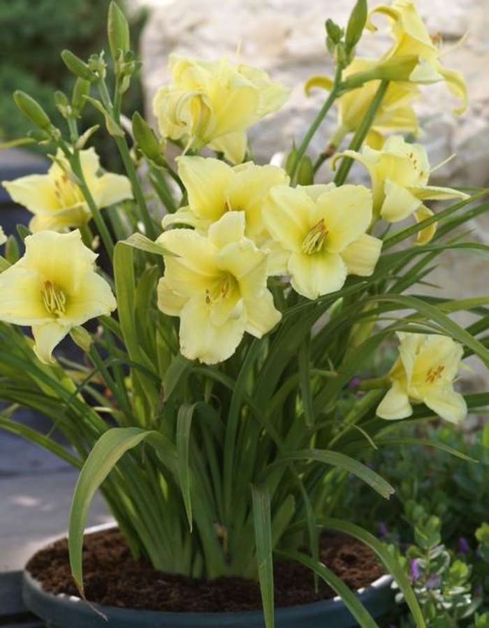 Fragrant Returns Daylily - Hemerocallis 'Fragrant Returns' from Faller Landscape