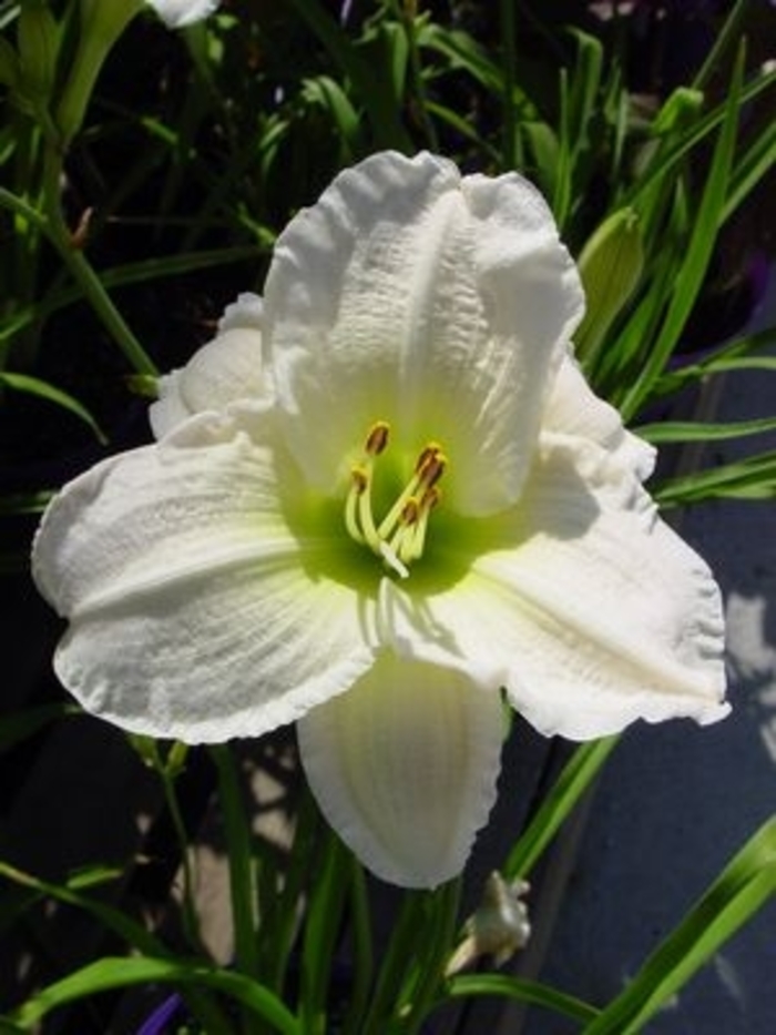 Gentle Shepherd Daylily - Hemerocallis 'Gentle Shepherd' from Faller Landscape