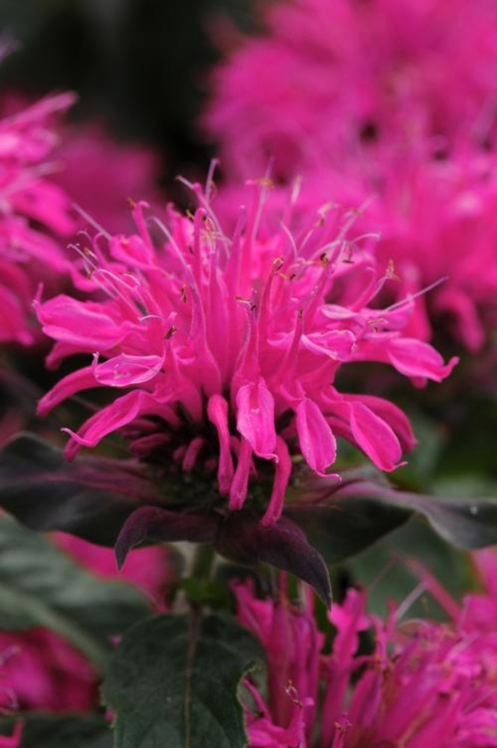 Balmy™ Rose Monarda - Monarda didyma 'Balmy Rose™' from Faller Landscape