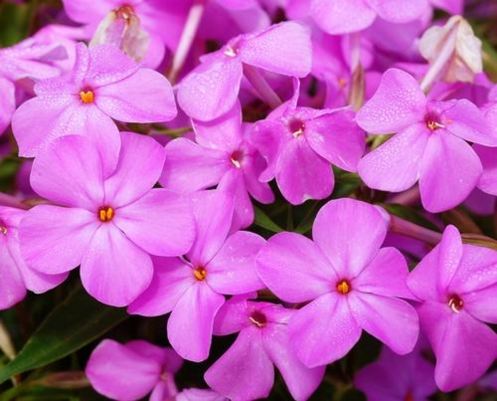 Forever Pink Phlox - Phlox paniculata 'Forever Pink' from Faller Landscape