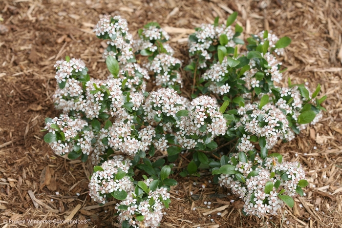 Low Scape Mound® - Aronia melanocarpa 'UCONNAM165' PP28789 CBRAF from Faller Landscape