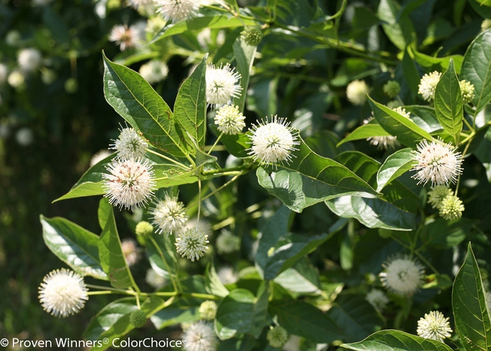 'Sugar Shack®' Buttonbush - Cephalanthus occidentalis from Faller Landscape