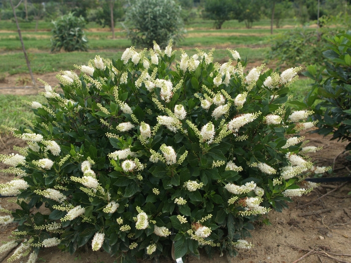 Sugartina® 'Crystalina' - Clethra alnifolia (Summersweet) from Faller Landscape