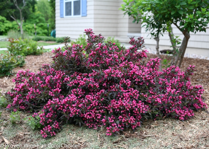 'Spilled Wine' Weigela - Weigela florida 'Spilled Wine' from Faller Landscape
