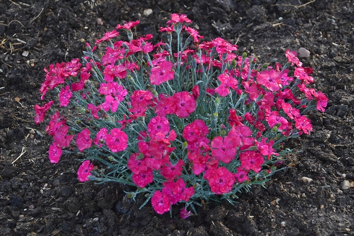 'Paint the Town Magenta' Pinks - Dianthus from Faller Landscape