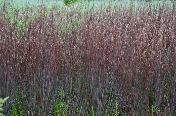 Prairie Winds® Blue Paradise - Schizachyrium scoparium from Faller Landscape