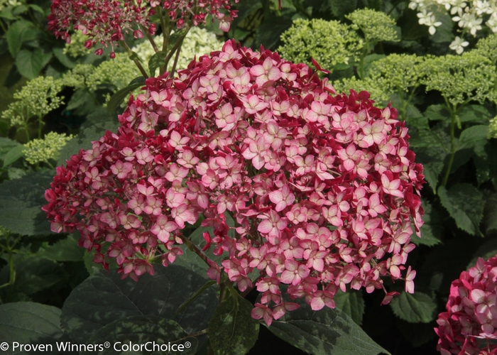 Invincibelle® 'Ruby' - Hydrangea arborescens (Smooth Hydrangea) from Faller Landscape