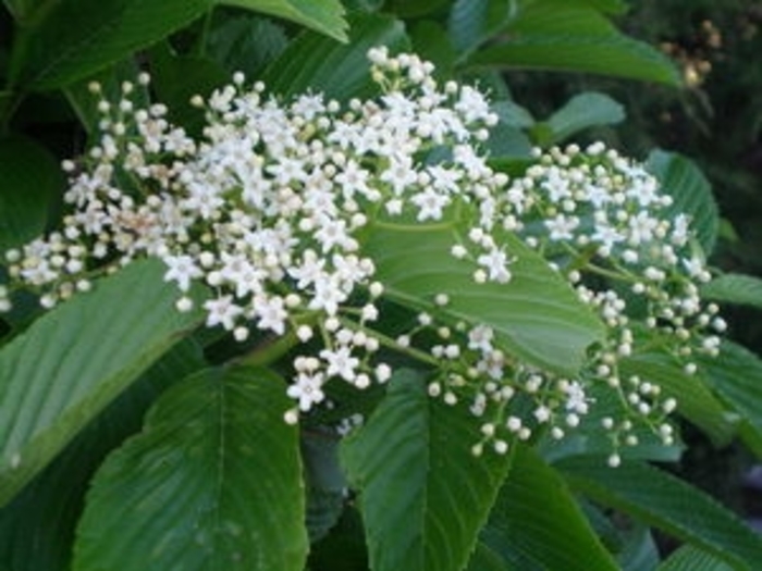 Wavecrest Viburnum - Viburnum sieboldii 'Wavecrest' from Faller Landscape