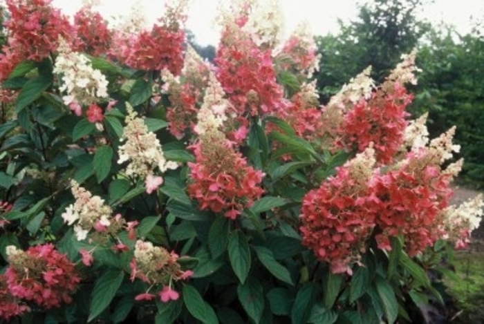 Pinky Winky® Hydrangea - Hydrangea paniculata 'Pinky Winky' from Faller Landscape