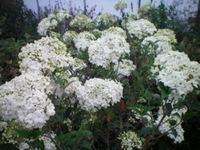 Nantuckett Viburnum - Viburnum x Nantuckett from Faller Landscape