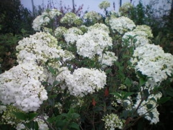 Nantuckett Viburnum - Viburnum x Nantuckett from Faller Landscape