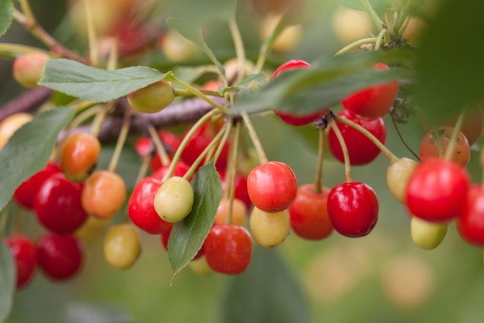 Sweet Cherry Pie™ Cherry - Prunus 'Sweet Cherry Pie' from Faller Landscape