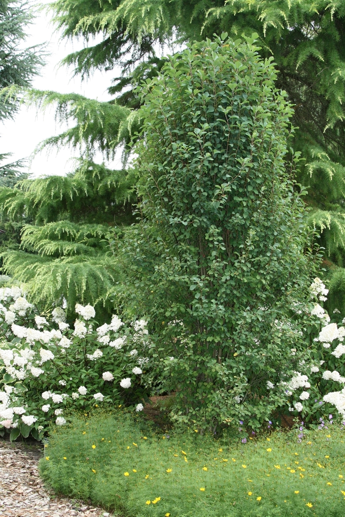 Standing Ovation™ Serviceberry - Amelanchier alnifolia from Faller Landscape