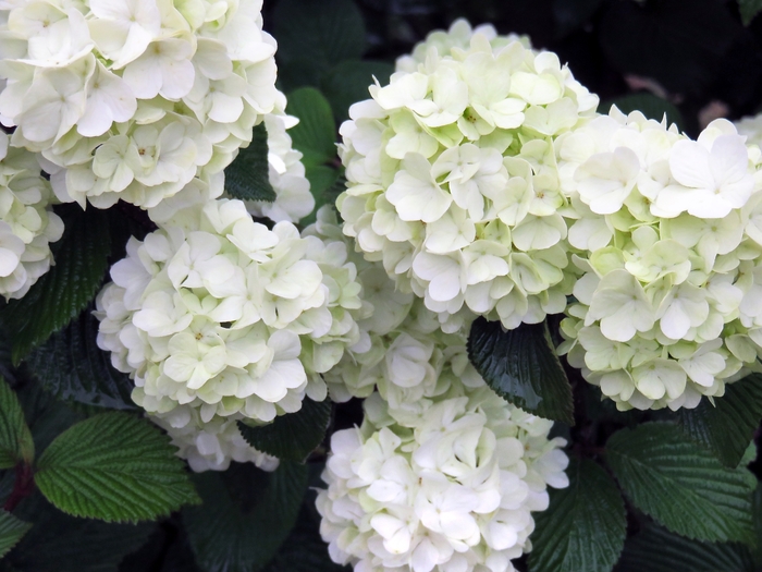 'Opening Day™' Doublefile Viburnum - Viburnum plicatum from Faller Landscape