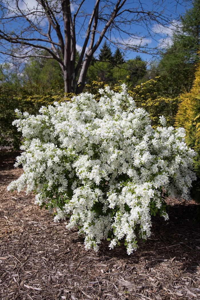 Lotus Moon&trade; Pearlbush - Exochorda x macrantha from Faller Landscape
