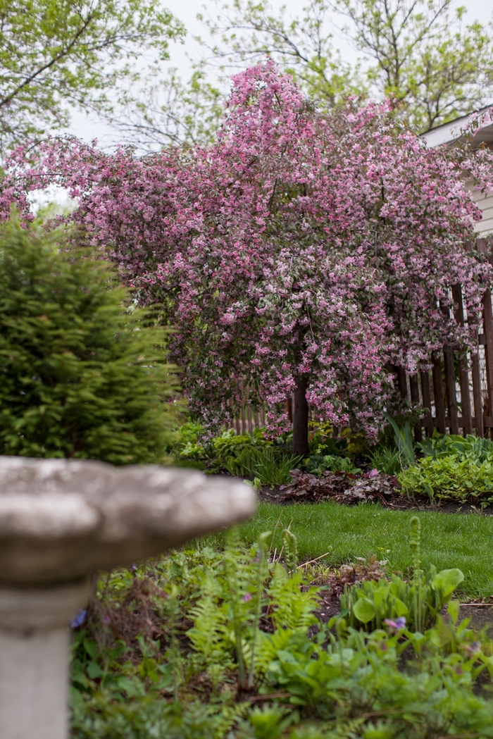 'Ruby Tears™' Crabapple - Malus from Faller Landscape