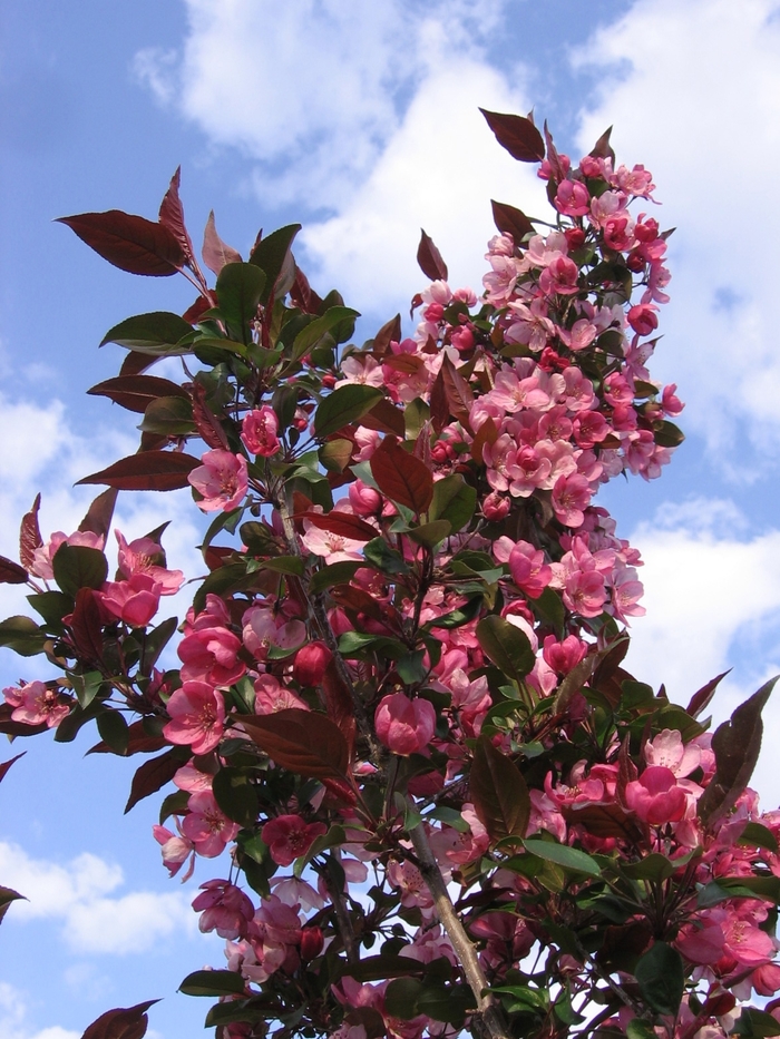 Gladiator™ Crabapple - Malus x adstringens 'Durleo' from Faller Landscape