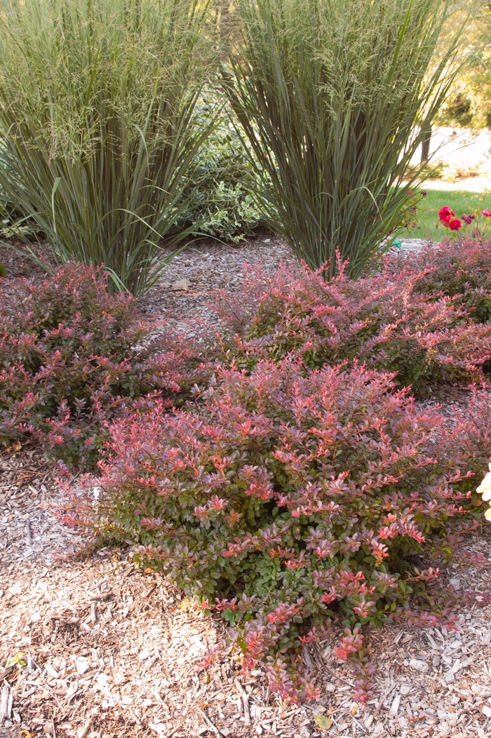'Cabernet®' Barberry - Berberis thunbergii atropurpurea from Faller Landscape