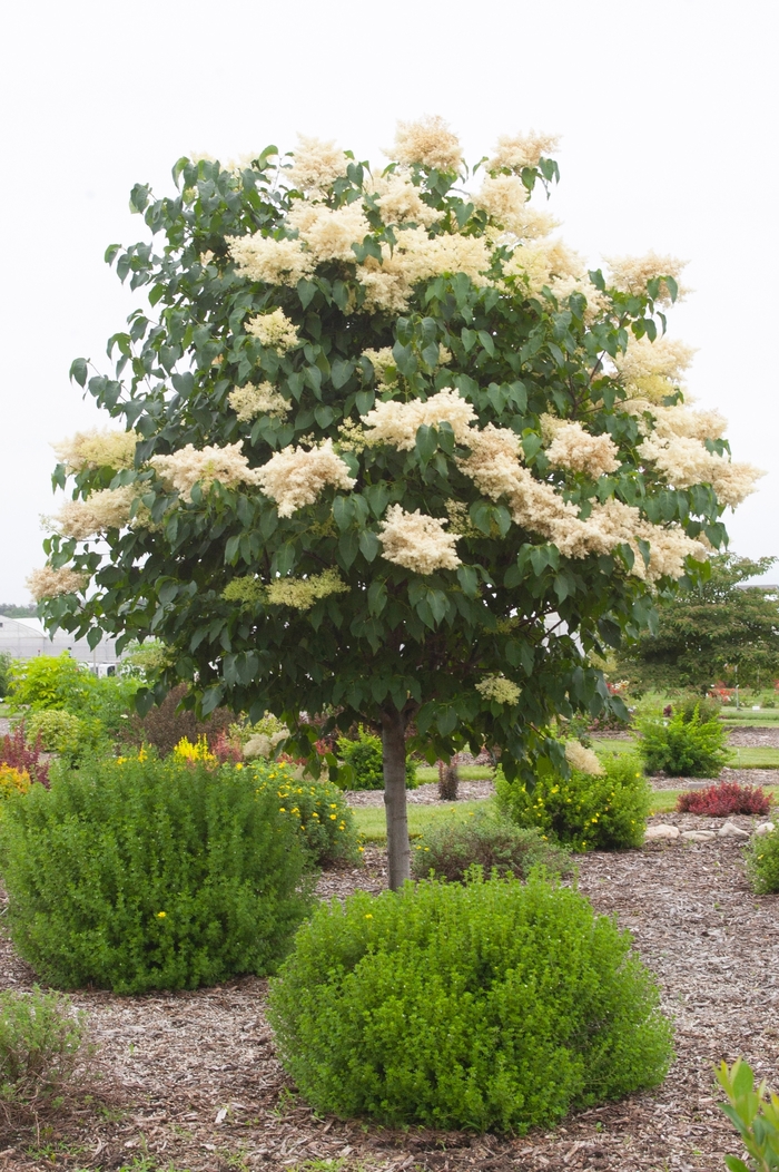 'Snowdance™' Japanese Tree Lilac - Syringa reticulata from Faller Landscape