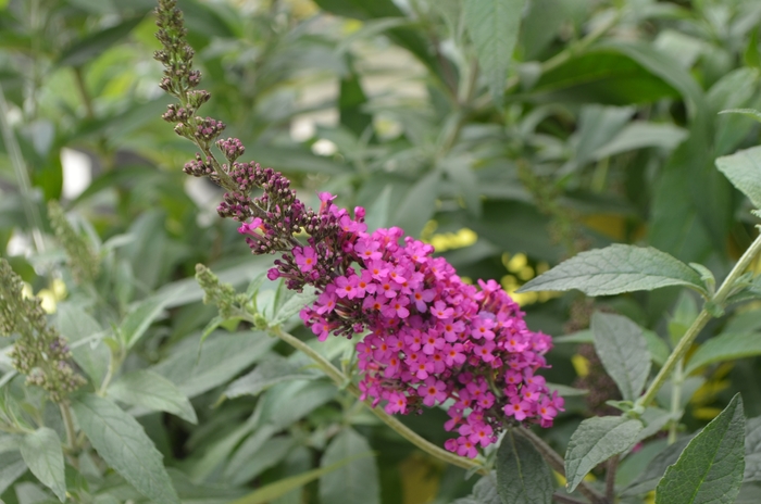 Buzz™ Hot Raspberry Butterfly Bush - Buddleia davidii 'Buzz Hot Raspberry' from Faller Landscape