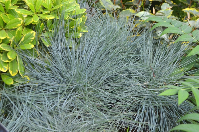 Beyond Blue™ Fescue - Festuca glauca 'Beyond Blue™' from Faller Landscape