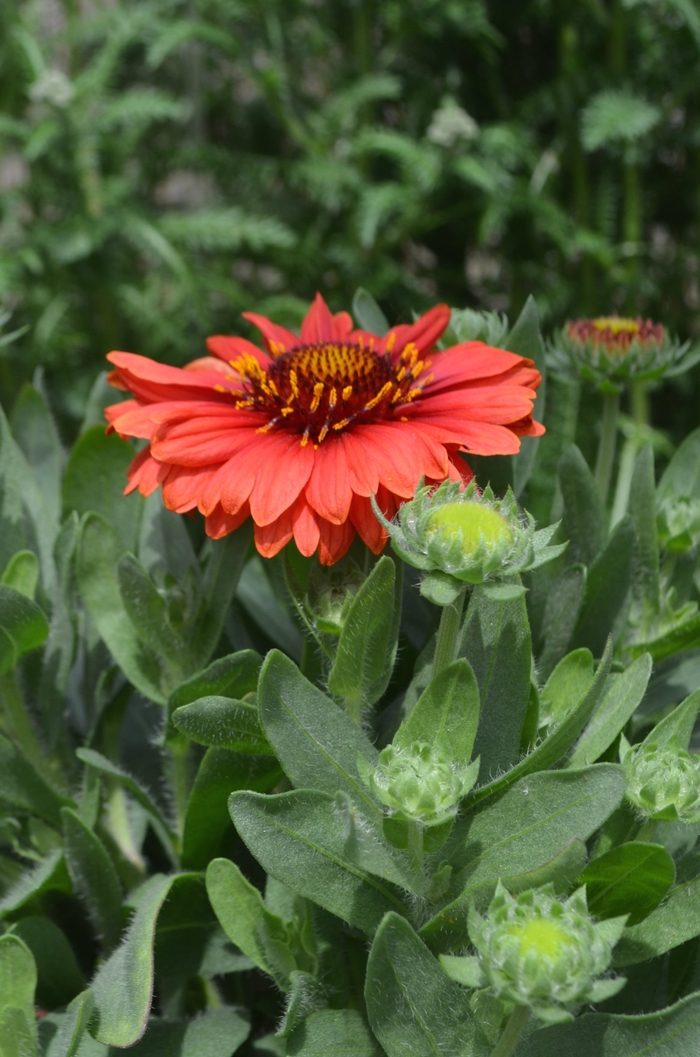 Spintop Red Starburst Gaillardia Faller Landscape