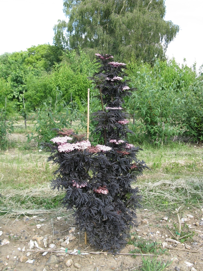 'Laced Up®' Elderberry - Sambucus nigra from Faller Landscape